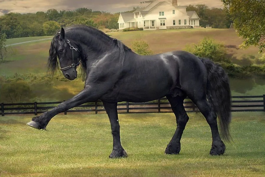15 de las razas de caballos más hermosos que han existido