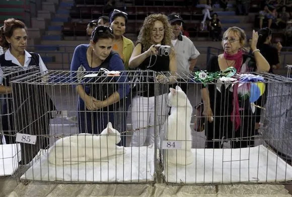  ... de 150 expositores con diferentes razas de gatos. Foto: Enrique de la