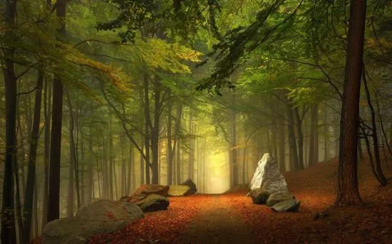 16 fondos de pantalla con impresionantes bosques : Recursos Gratis ...