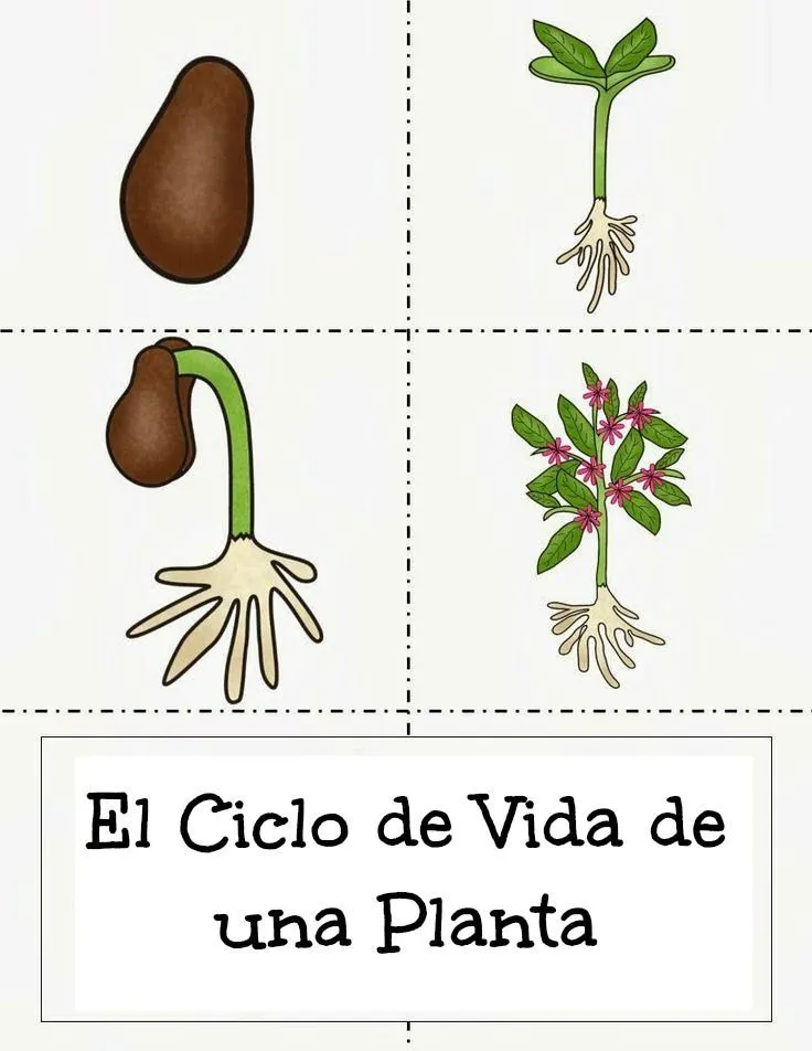 17 mejores ideas sobre Ciclos De Vida De Las Plantas en Pinterest ...