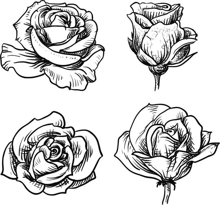 17 mejores ideas sobre Dibujos De Rosas en Pinterest | Técnicas de ...