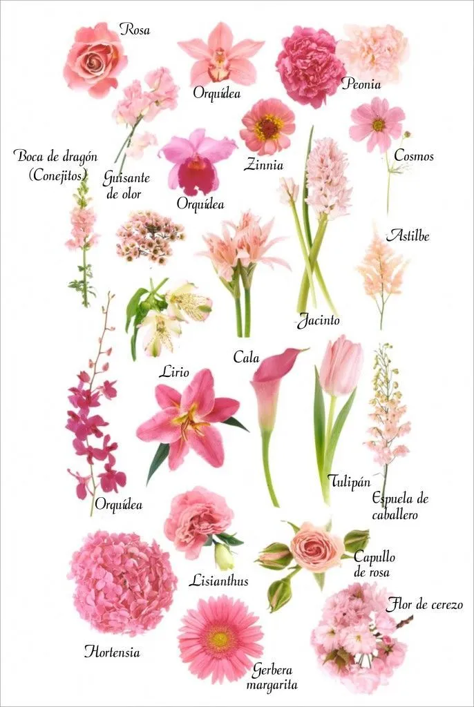 17 mejores ideas sobre Flores De Color Rosa en Pinterest | Rosa ...