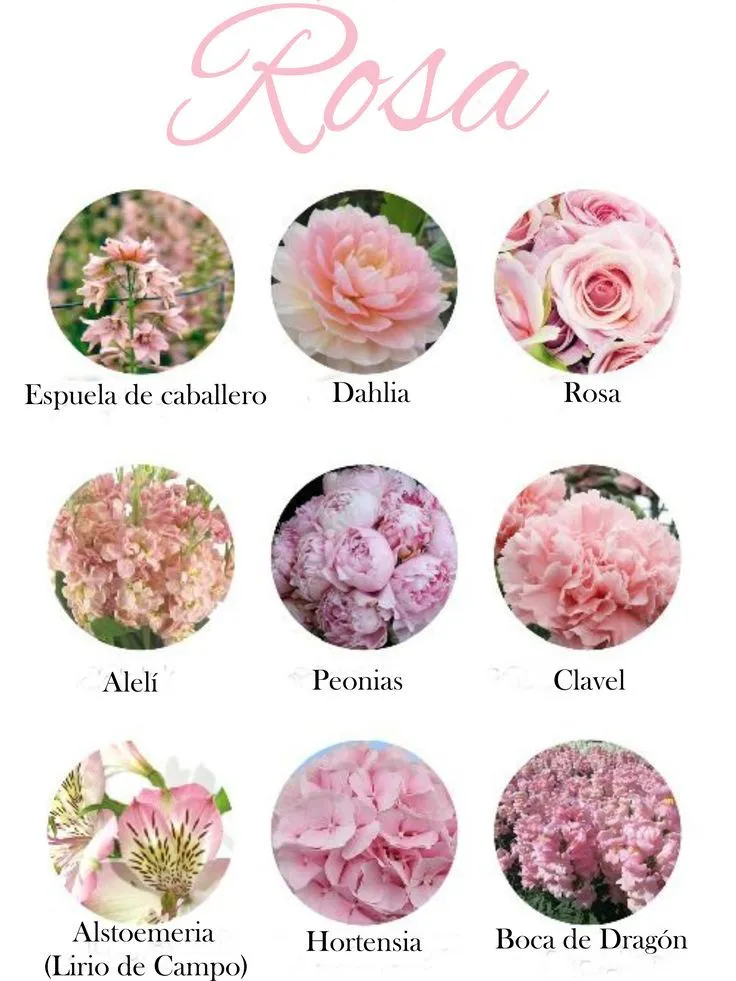 17 mejores ideas sobre Flores De Color Rosa en Pinterest | Rosa ...