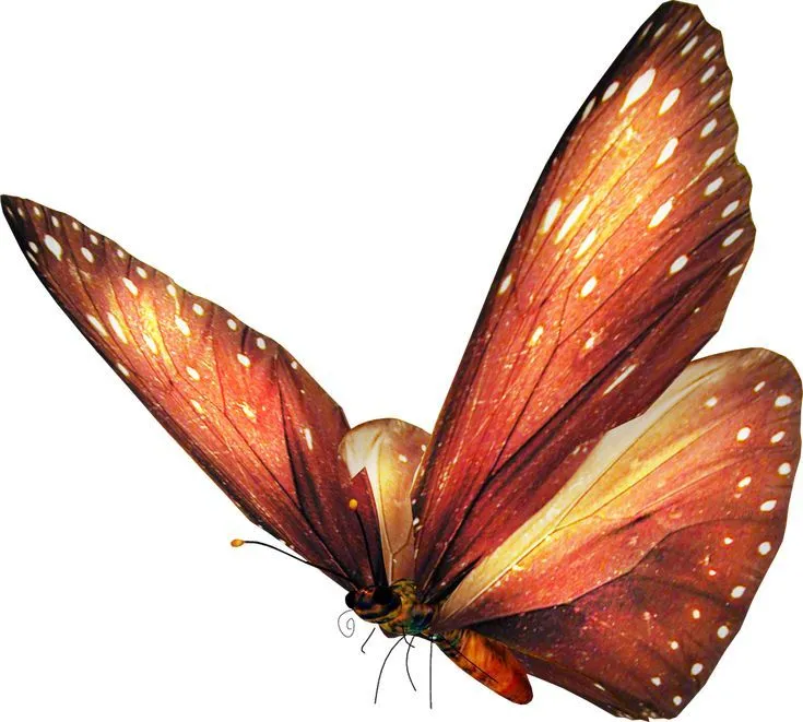 17 mejores ideas sobre Imagenes De Mariposas Animadas en Pinterest ...