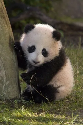 17 mejores ideas sobre Imagenes De Pandas Tiernos en Pinterest ...