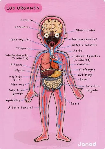 17 mejores ideas sobre Organos Del Cuerpo Humano en Pinterest ...