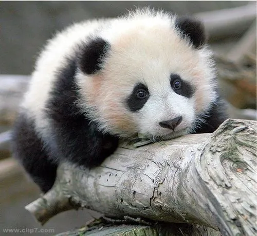 17 mejores ideas sobre Osos Pandas Bebés en Pinterest | Pandas ...