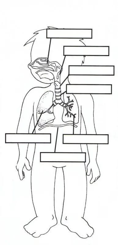 17 mejores ideas sobre Aparatos Del Cuerpo Humano en Pinterest ...