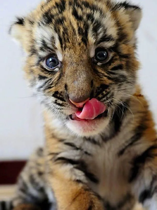 17 mejores ideas sobre Tigres Bebés en Pinterest | Cachorros de ...