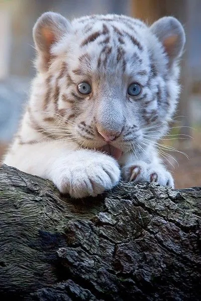 17 mejores ideas sobre Tigres Bebés en Pinterest | Cachorros de ...