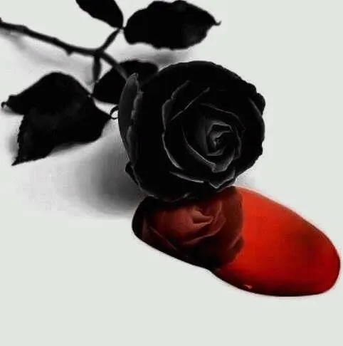 17 mejores imágenes sobre Rosas Negras en Pinterest | Boda gótica ...