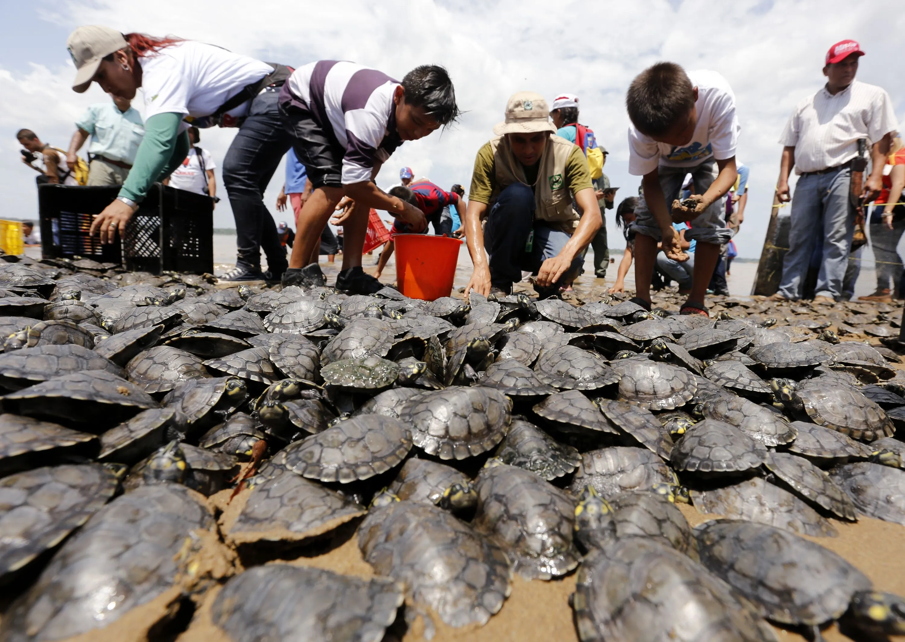 17 mil tortuguitas arrau y terecay fueron liberadas en el Orinoco (+Fotos)  – Alba Ciudad 96.3 FM