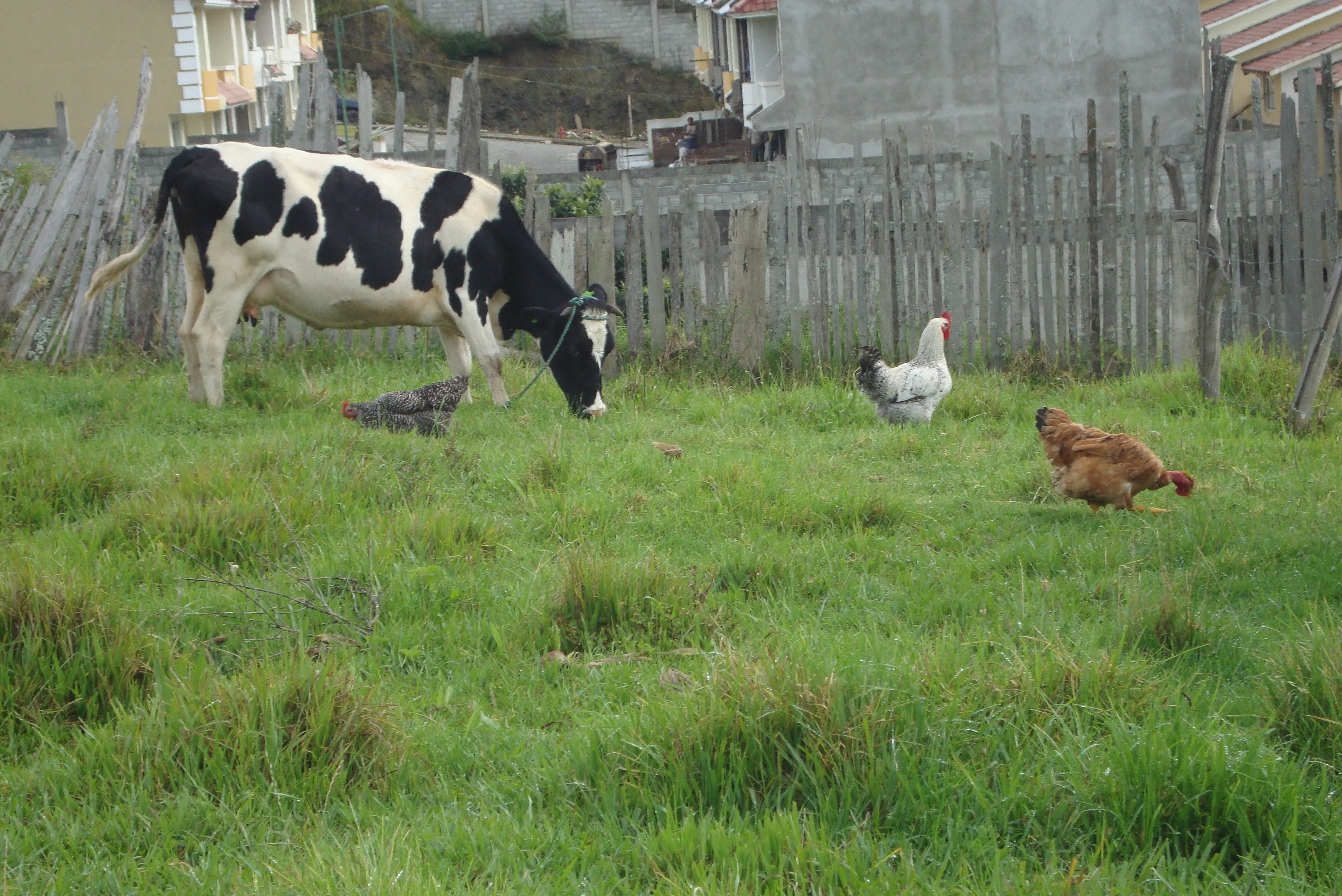 18. LOS ANIMALES EN EL CAMPO | sandpatyval