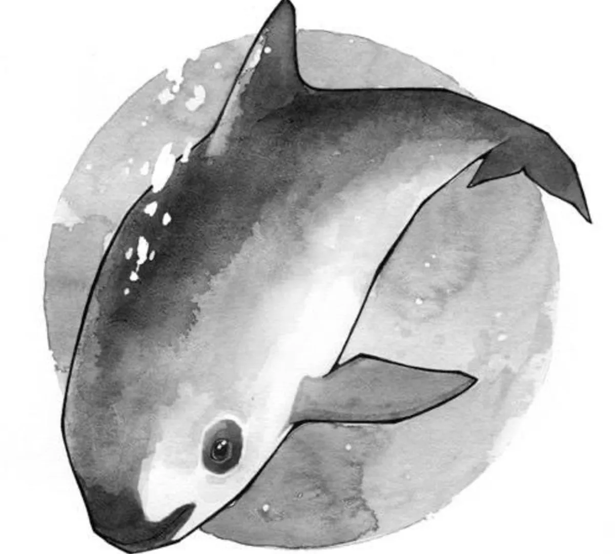 18 de julio, Día Internacional de la Vaquita Marina