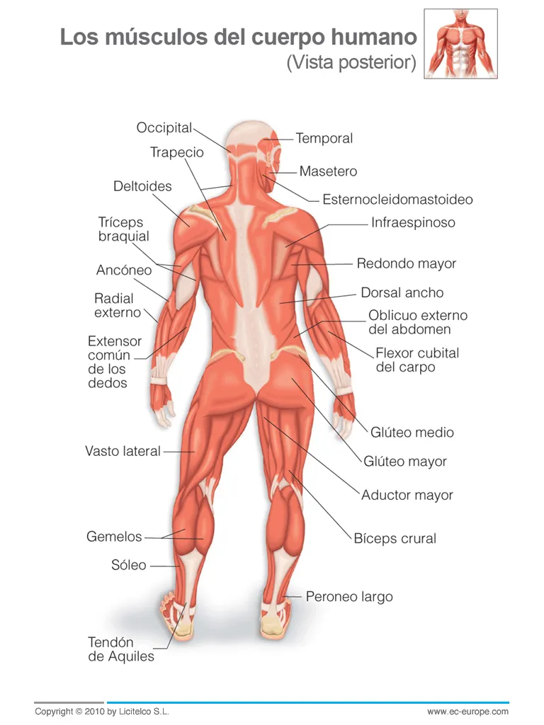 2º ESO - Educación Física: Sistema Muscular