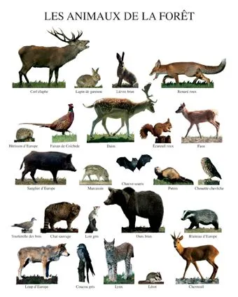 Animales del bosque - Imagui