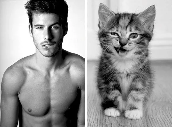 20 fotos de tiernos gatos imitando a los hombres más sexys