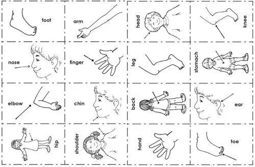 20 partes del cuerpo en ingles con dibujos - Imagui