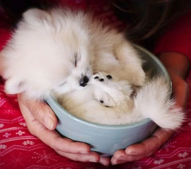 20 Tiernos Y Pequeños Animales Descansando En Tazas. ¡Adorable ...