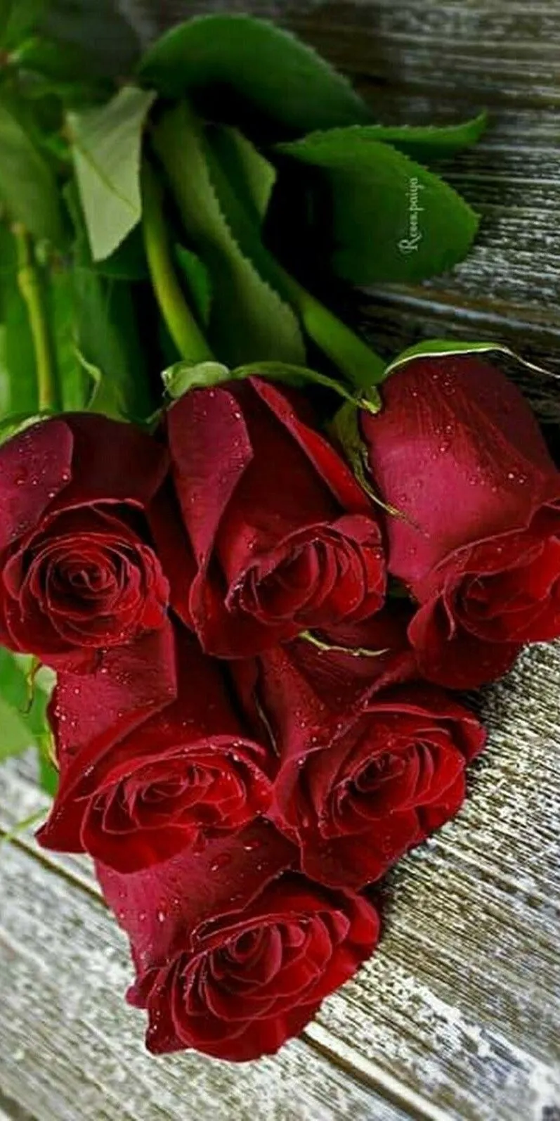 200 ideas de Rosas rojas | rosas rojas, rosas, flores