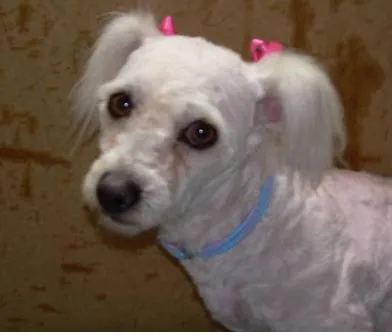 2007 15 08 patadeperromx adopcion de perros encantadora french poodle