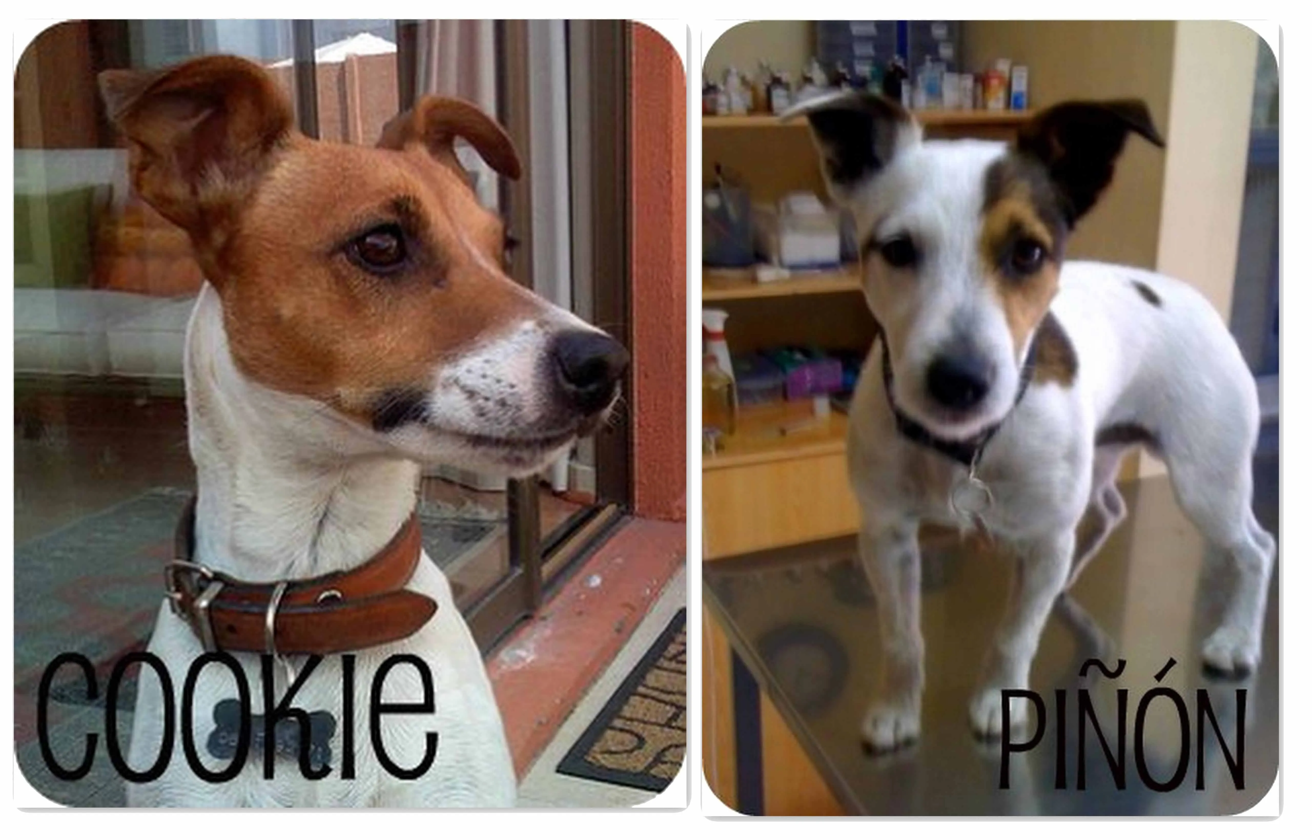 VENDIDA: Jack Russell Terrier : PERROS.CL