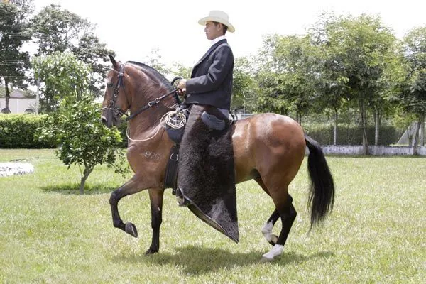 Los caballos colombianos crecen como raza exitosa a nivel mundial