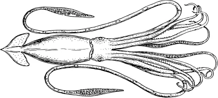 200px-Squid_(PSF).svg.png