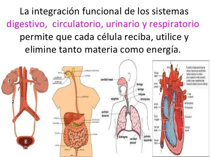 2011-7a-nutrientes