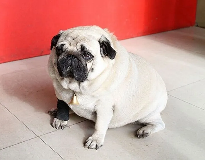 más ni menos que 21 kilos y se ha convertido en el perro de raza Pug ...