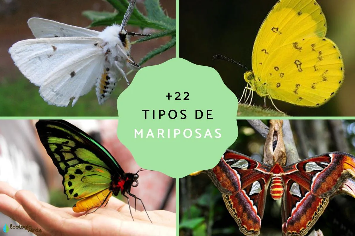 22 tipos de mariposas - ¡Clasificación, nombres y fotos!