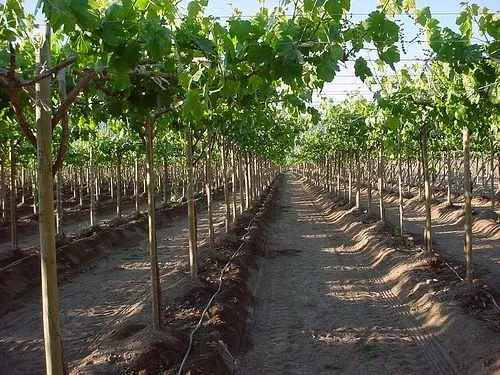 Parra / Viña de uva Moscatel.