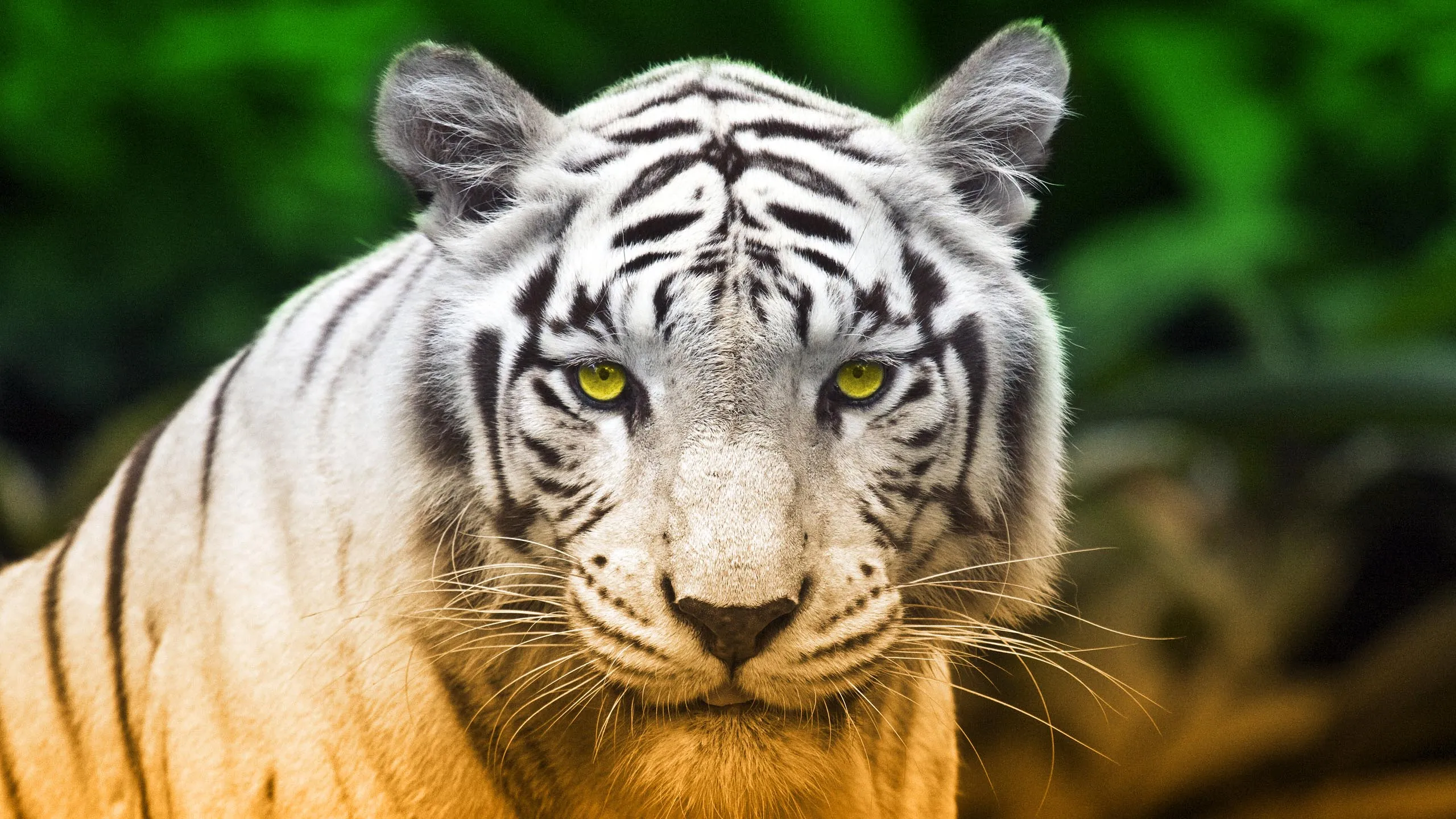 224 Tigre Blanco Fondos de pantalla HD | Fondos de Escritorio ...