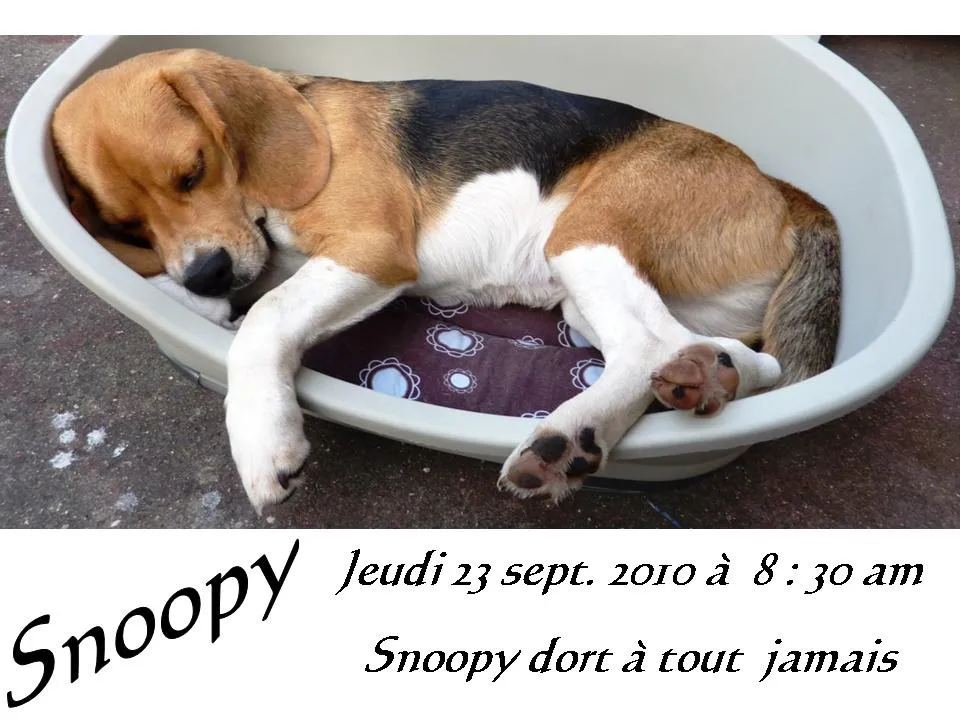 23/09/2010 à 8:30am - Snoopy dort à tout jamais...