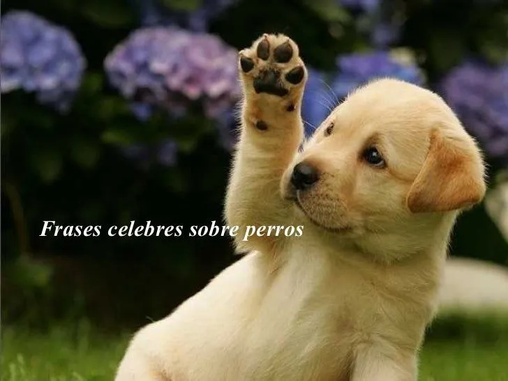 236 Frases Sobre Perros