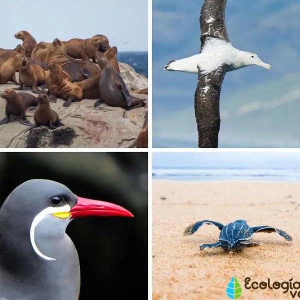 25 Animales de la Costa Peruana - Nombres y Fotos