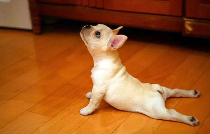 Estos 25 animales te enseñarán cómo hacer yoga | Bastísimo