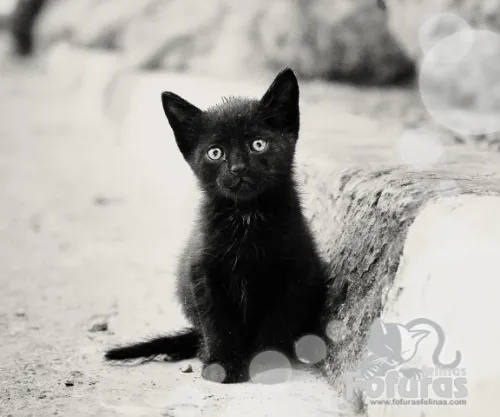 25 DE OCTUBRE 2013 | DÍA DEL GATO NEGRO | FOFURAS... | Fofuras Felinas