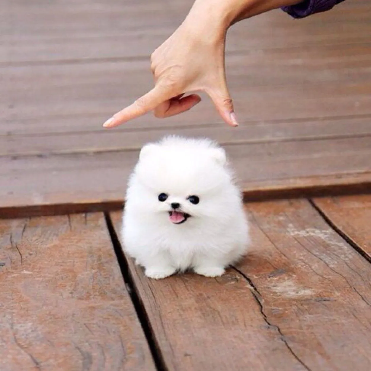 25 perros más pequeños y adorables que vas a querer tener