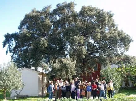 25 personas recorren la Ruta de los Árboles Monumentales de ...