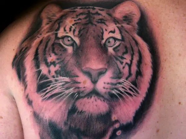 25 Stunning Tiger Tattoo Designs - SloDive