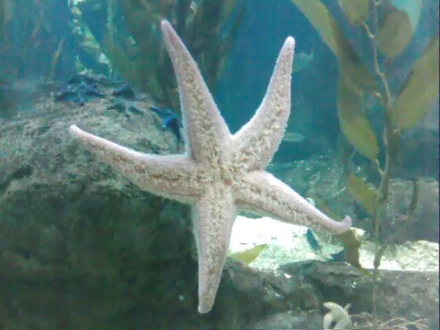 Estrellita de mar sobre cristalera de acuario