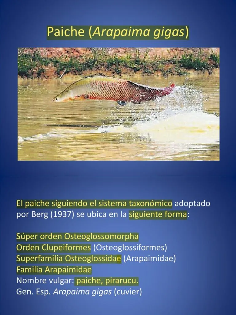 2.paiche (Arapaima Gigas) | PDF