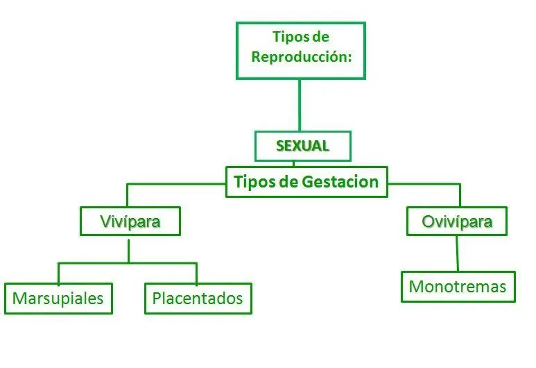 3° "A" Mis actividades de Biología*: REPRODUCCION DE LOS MAMIFEROS