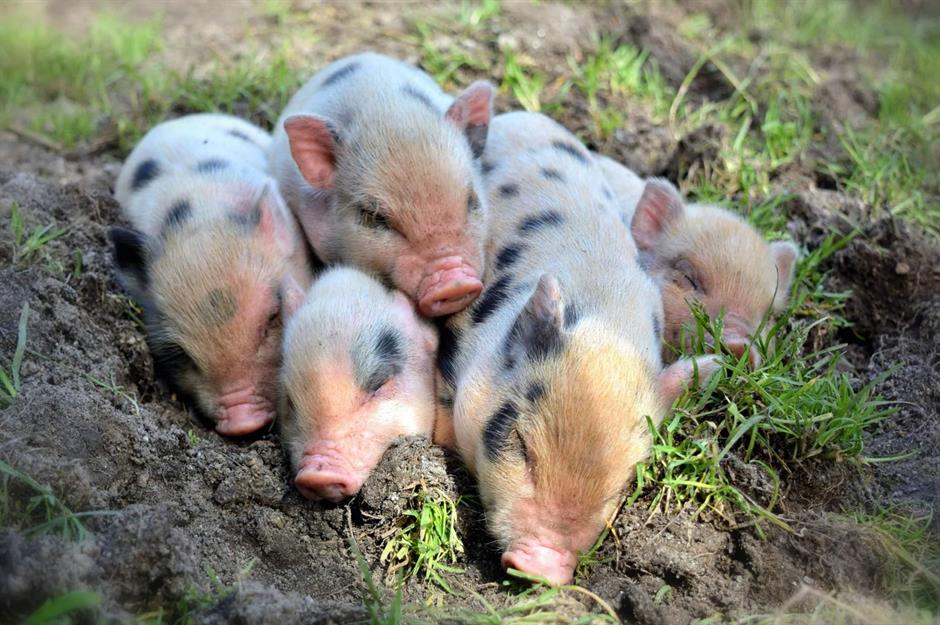 Los 30 bebés animales más adorables del planeta: El número uno te robará el corazón | loveexploring.com