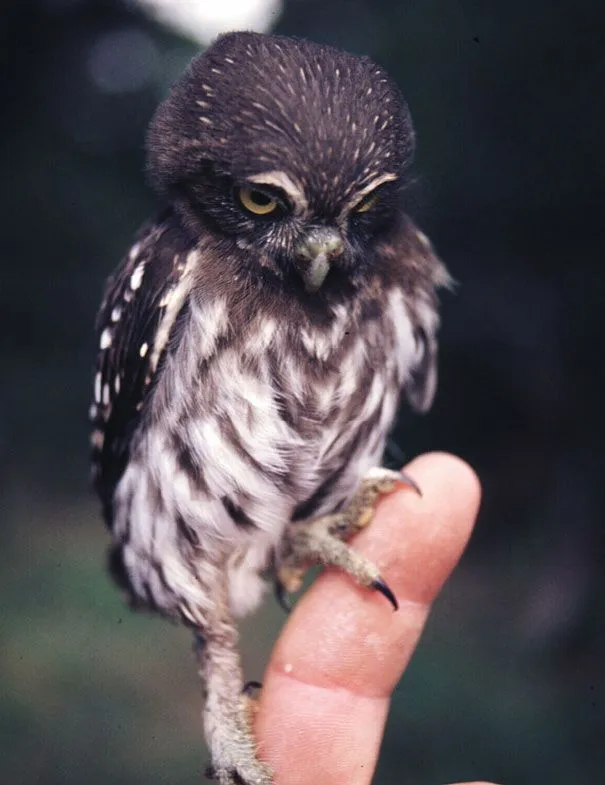 30 Fotos de animales bebe que te harán enternecer buho bebe – BLOGERIN