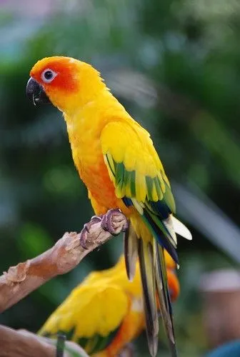 31 Fotos de loros, magnificos colores. - Moldeando la luz