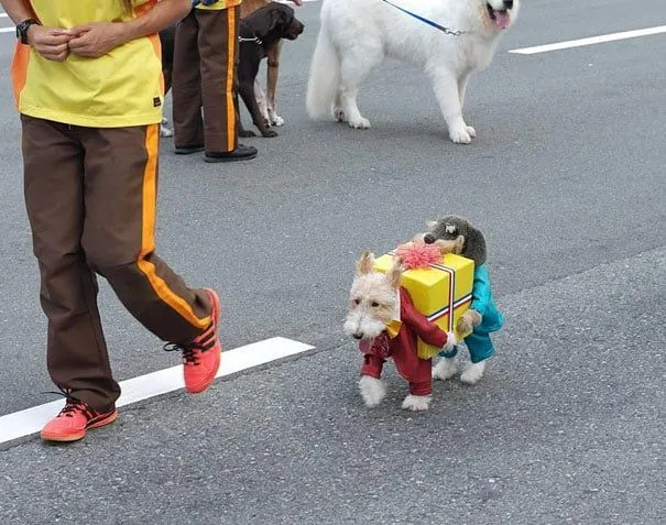 31 Fotos De Mascotas Y Animales Disfrazados Por Sus Dueños Para ...