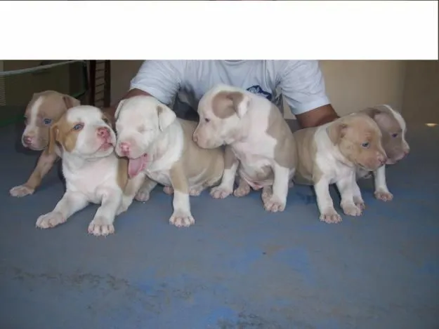  ... _34733588_8-VENDO-HERMOSOS-CACHORROS-PITBULL-OJOS-AZULES-NACIE[1