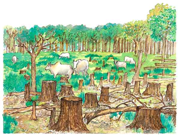 Bosques talados dibujos - Imagui Bosques talados dibujos - Imagui